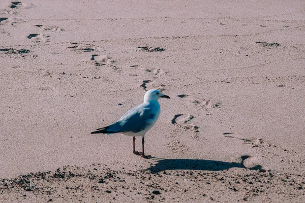 Möwe Strand — Stockfoto