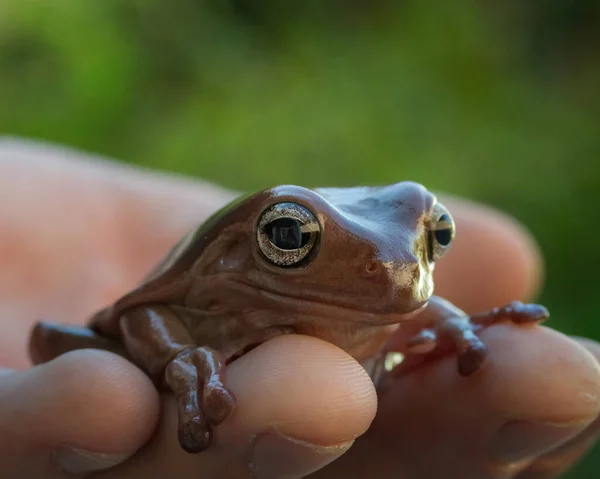 Frog Forest — Stock Photo, Image