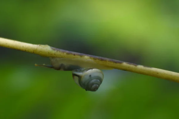Closeup Shot Snail Branch — Stock Photo, Image