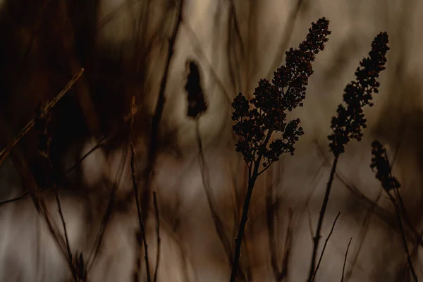 Piękny Widok Naturalny Las — Zdjęcie stockowe