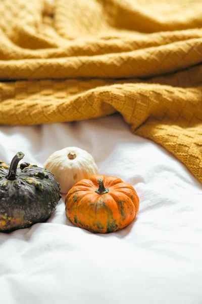 Halloween Pumpkins White Cloth — Stock Photo, Image