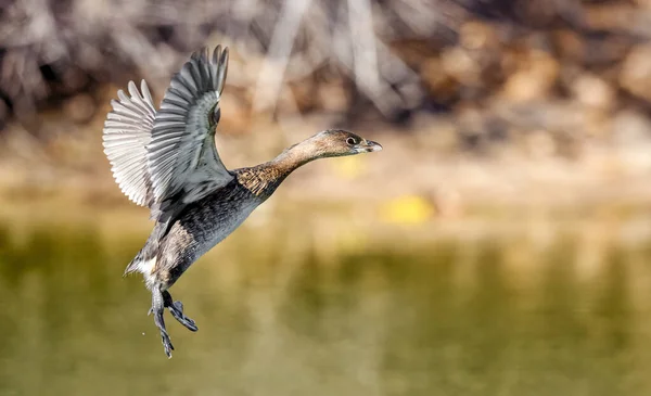 Fågel Flyger Vattnet — Stockfoto