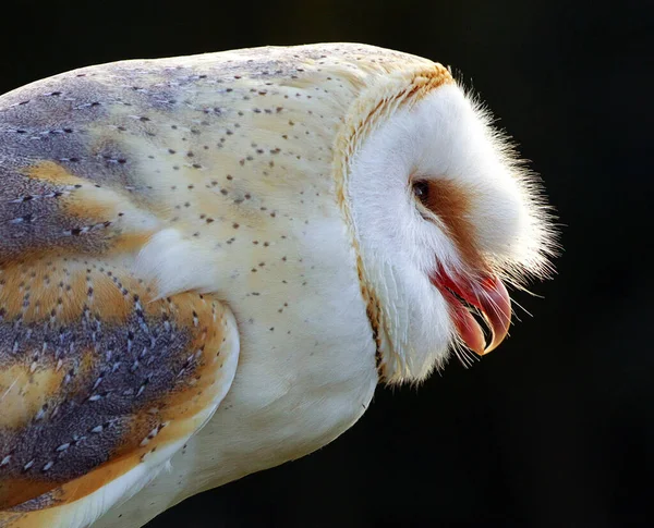 Close White Owl Stock Photo