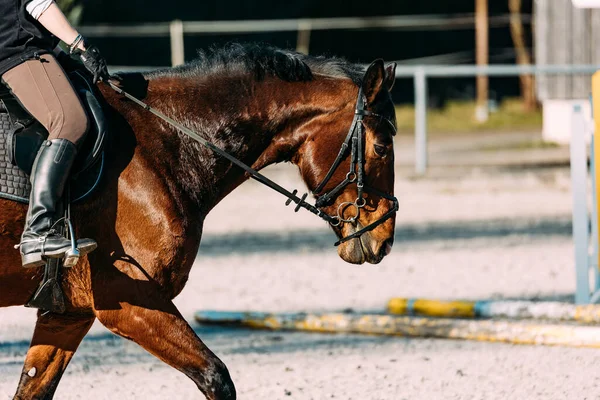 Dressage Cavaliere Una Pista Corsa — Foto Stock