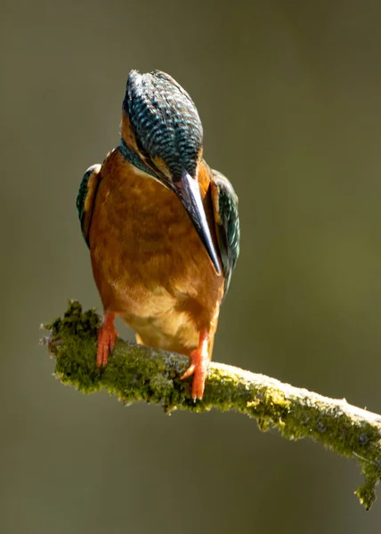 Belle Photo Oiseau Dans Habitat Naturel — Photo