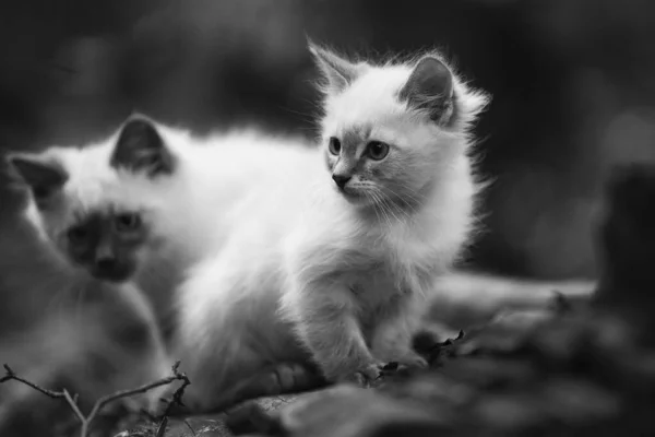 고양이와 고양이 — 스톡 사진