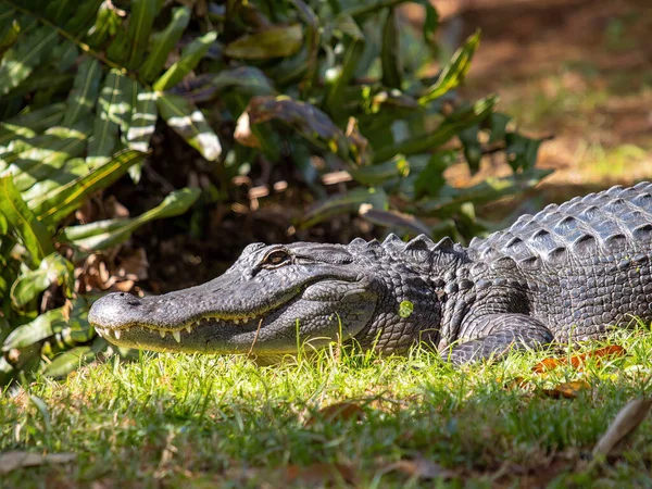 Krokodil Wasser — Stockfoto