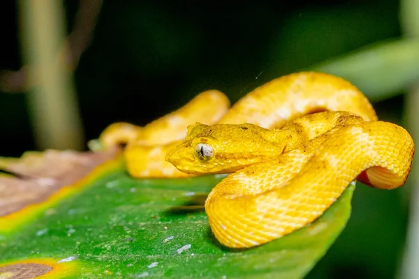 一只黄眼睛蜥蜴的近身 — 图库照片