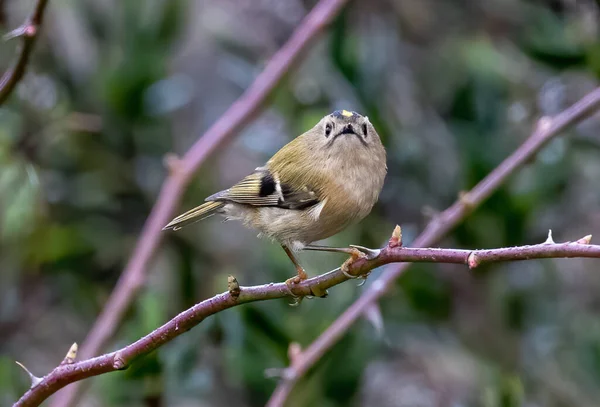 Oiseau Sur Une Branche Arbre — Photo