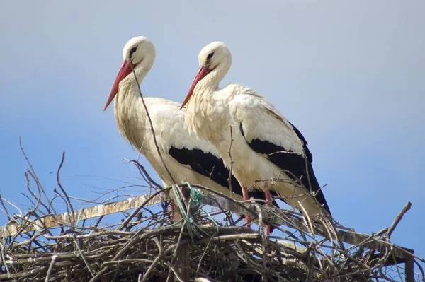 White Storks Blue Sky Background — Stock Photo, Image