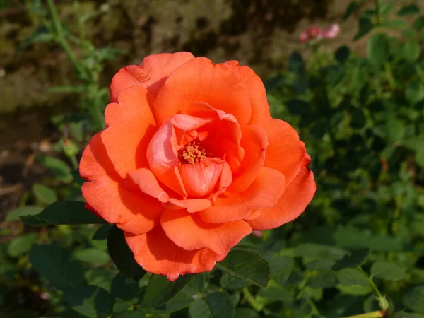 Hermosa Rosa Roja Jardín —  Fotos de Stock