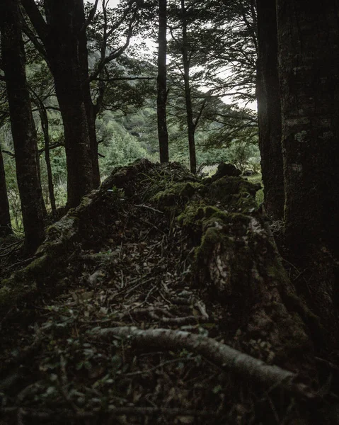 Вертикальный Снимок Леса Большим Деревом Заднем Плане — стоковое фото