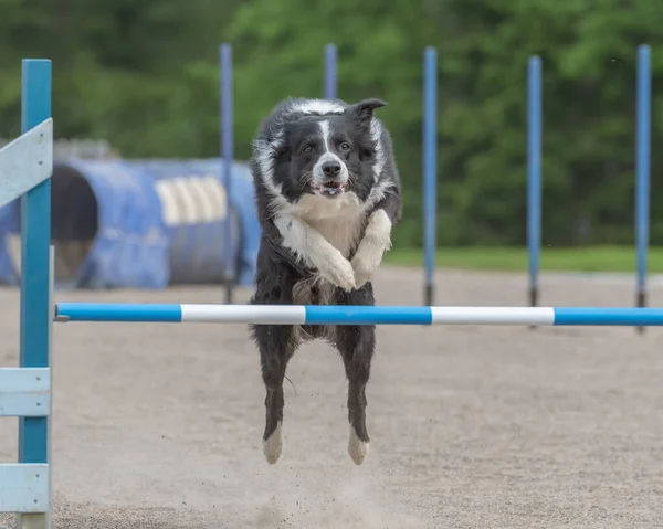 Courses Chiens Dans Parc — Photo