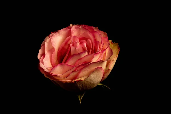 Hermosa Flor Rosa Sobre Fondo Negro — Foto de Stock