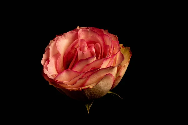 Bellissimo Fiore Rosa Sfondo Nero — Foto Stock