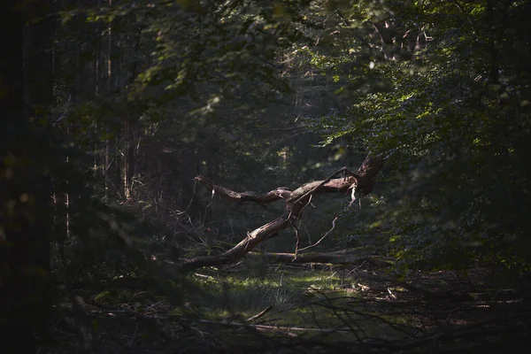 Krásný Záběr Strom Lese — Stock fotografie