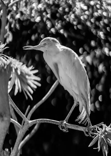 Bel Colpo Uccello Habitat Naturale — Foto Stock