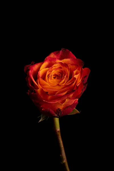 Schöne Rote Rose Auf Schwarzem Hintergrund — Stockfoto