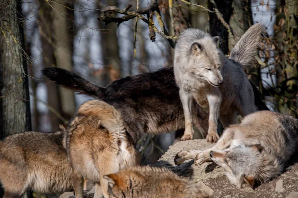 Egy Farkas Kölyök Erdőben — Stock Fotó