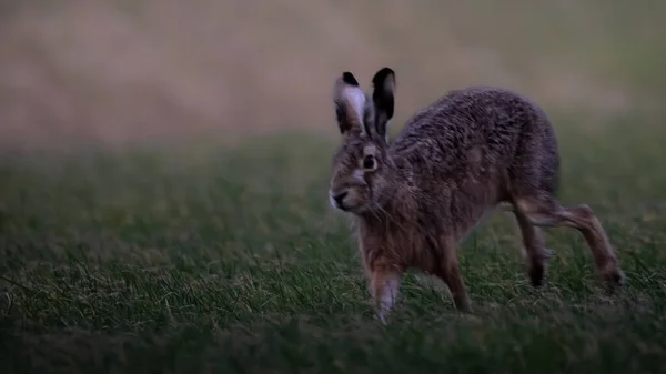 Parktaki Yeşil Çimenlerin Üzerinde Tavşan Hayvan Doğa — Stok fotoğraf