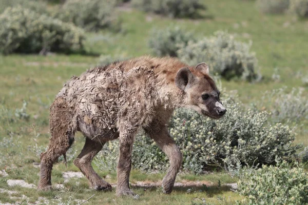 Gros Plan Une Hyène Sauvage Dans Herbe — Photo
