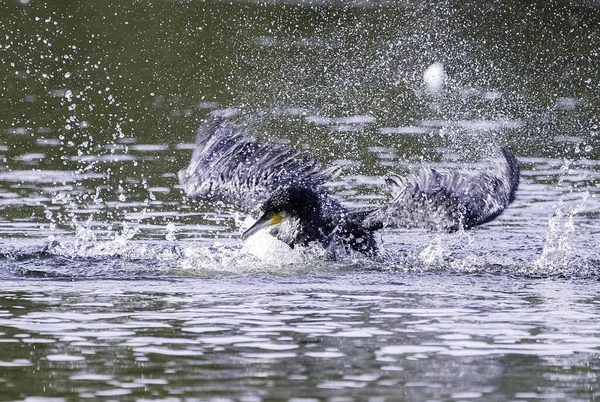 Ördek Suda Uçuyor — Stok fotoğraf