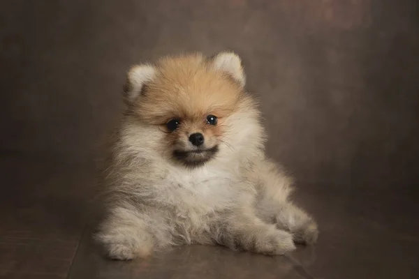 Pomeranian Spitz Dog Czarnym Tle — Zdjęcie stockowe