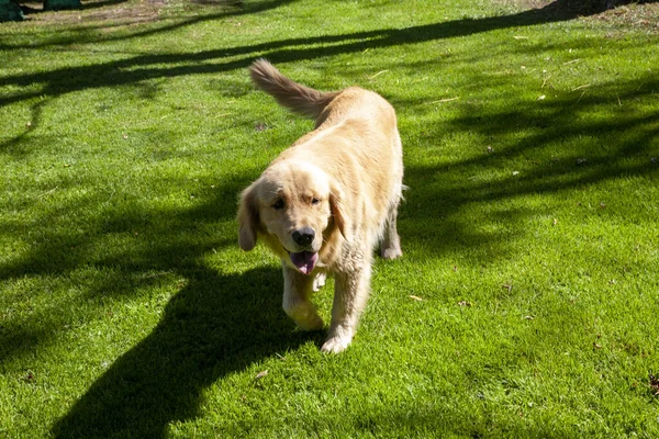 自然を背景に公園の犬は — ストック写真