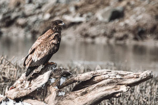 Птах Скелі — стокове фото