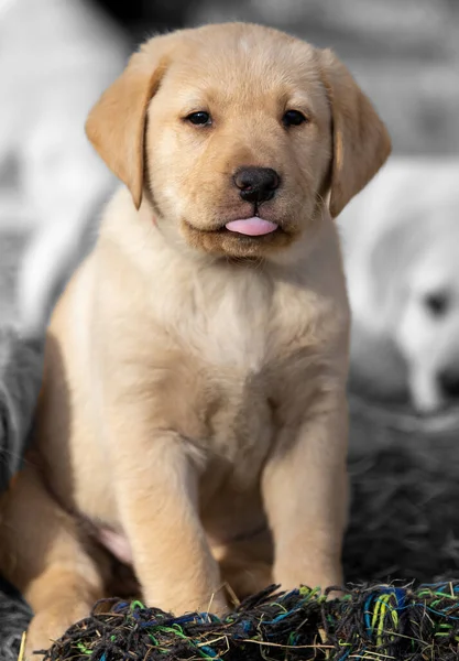 Cute Dog Beach — Stock Photo, Image