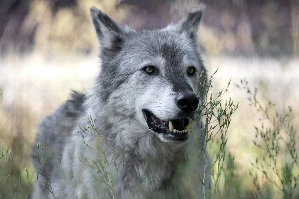 Porträt Eines Wolfes — Stockfoto