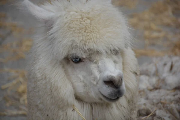 Moutons Blancs Dans Zoo — Photo