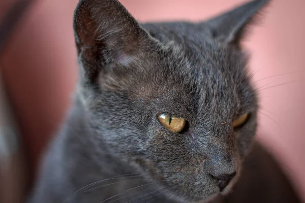 Кіт Дивані — стокове фото