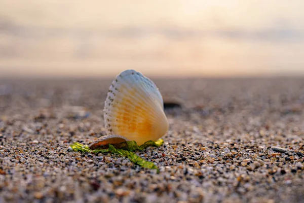 Tiro Close Uma Concha Uma Praia Areia — Fotografia de Stock