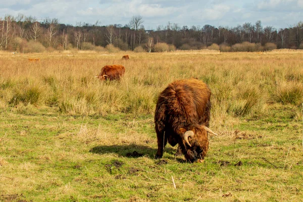 Hnědá Kráva Louce — Stock fotografie