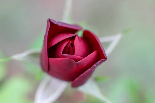 Schöne Rosenblüte Garten — Stockfoto