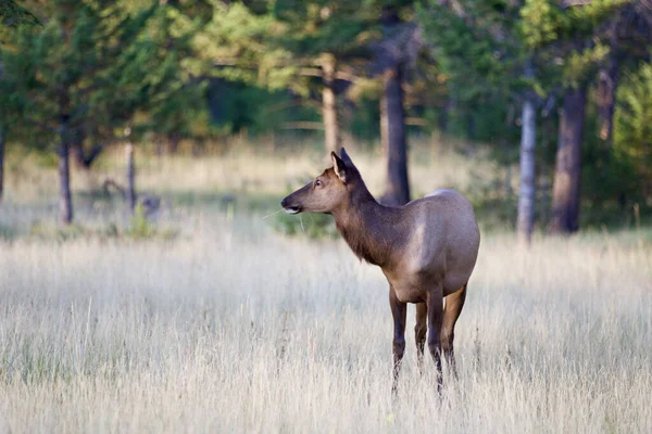 Whitetail Deer Buck Forest — Stock Photo, Image