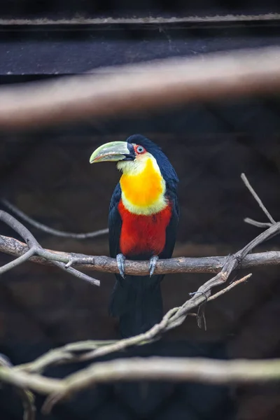 Schilderachtig Uitzicht Prachtige Vogel Natuur — Stockfoto