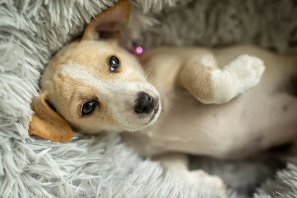 Tatlı Yavru Köpek Yatakta Yatıyor — Stok fotoğraf