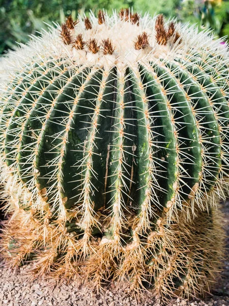 Närbild Kaktus Anläggning — Stockfoto