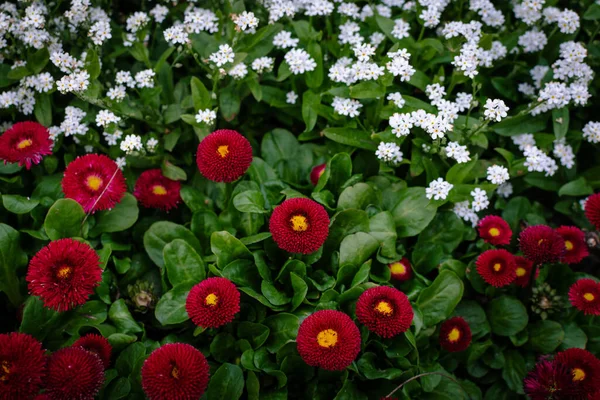 Hermosas Flores Jardín — Foto de Stock