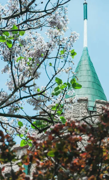 Schöne Frühlingsblumen Garten — Stockfoto