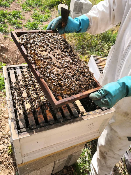蜂蜜とハニカムで養蜂家 — ストック写真