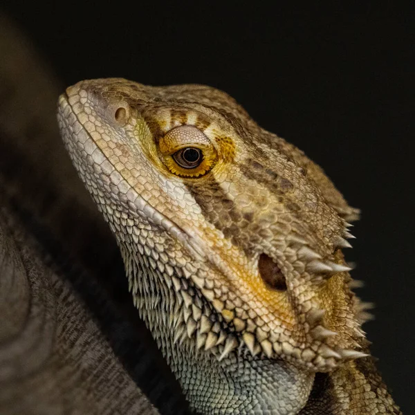 Close Lizard — Stock Photo, Image