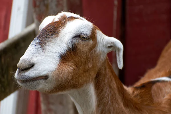 Porträtt Söt Get — Stockfoto