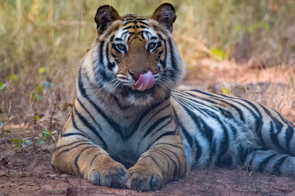 Vista Perto Tigre Selvagem Natureza — Fotografia de Stock