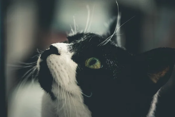 Svart Och Vit Katt — Stockfoto