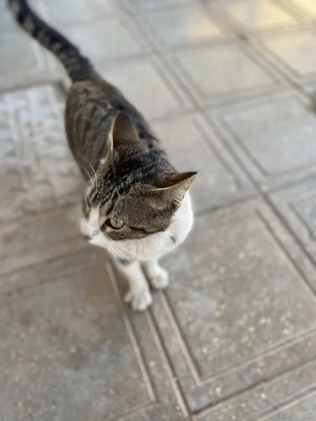 Gato Calle — Foto de Stock