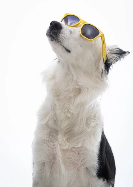 Hond Met Zonnebril Witte Achtergrond — Stockfoto