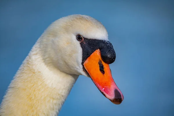 Vit Svan Sjön — Stockfoto